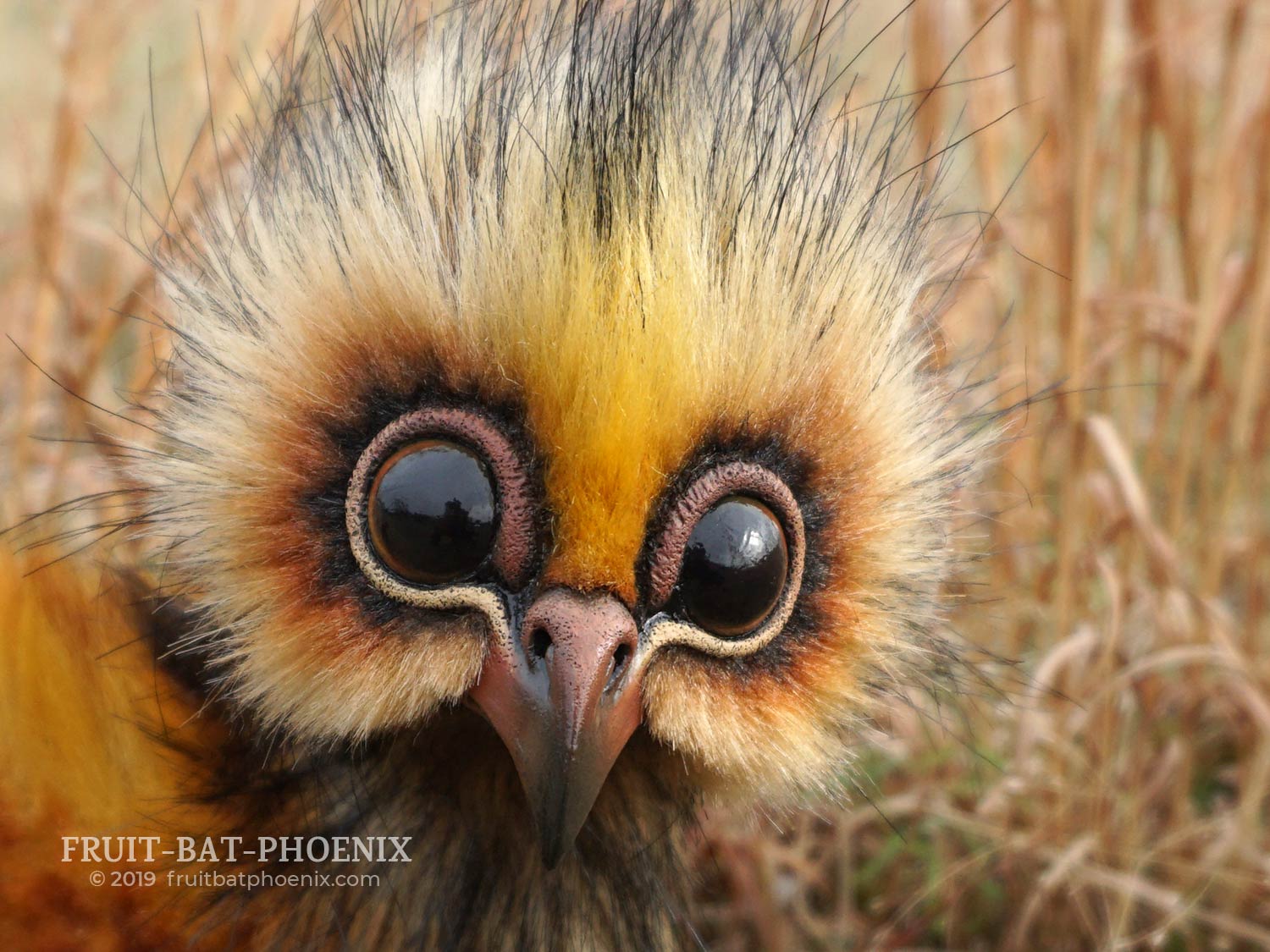 closeup of owl inspired face with large eyes